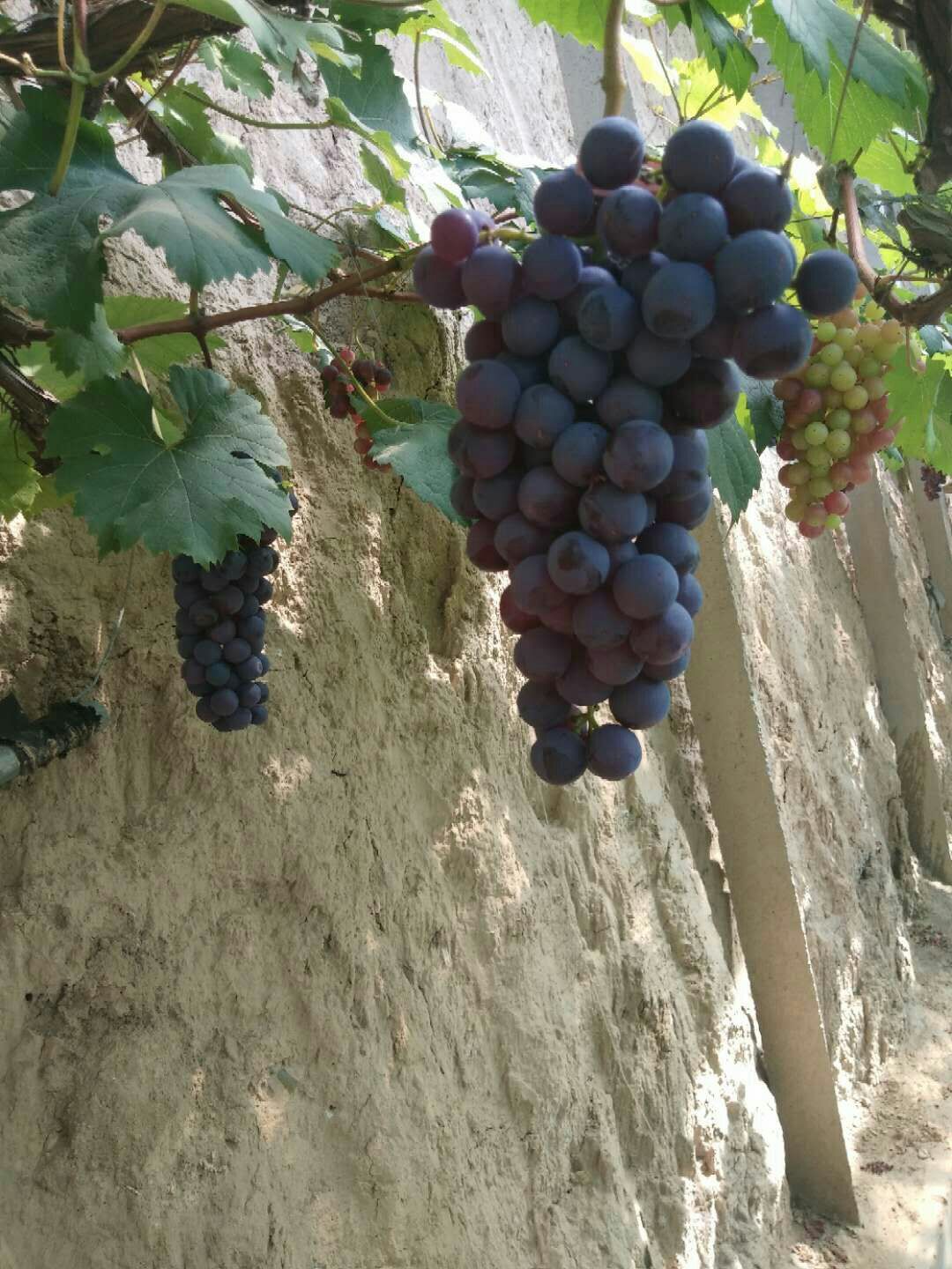  温棚夏黑葡萄