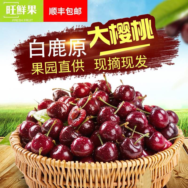  白鹿原大樱桃 现摘现发