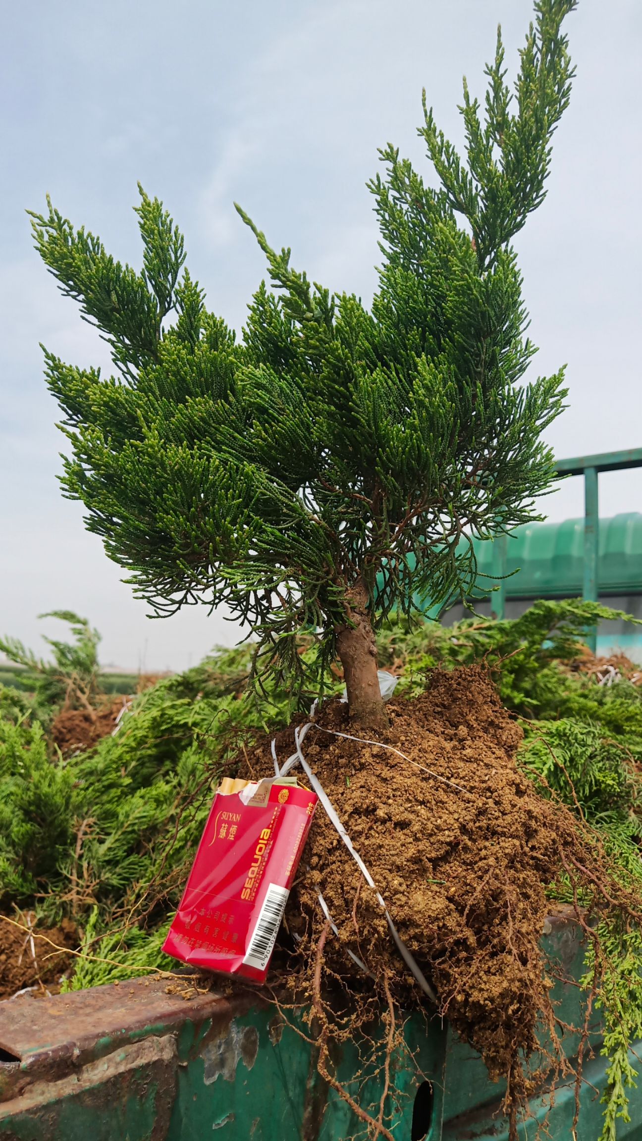 大龙柏 临沂龙柏