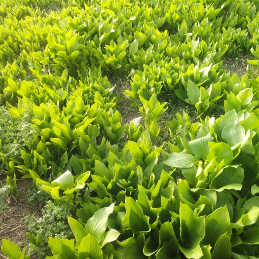 顺平县玉簪花 紫玉簪