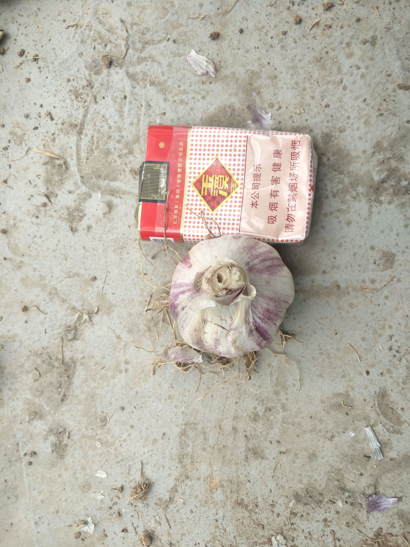 红皮蒜  紫皮大蒜 紫皮蒜海量上市，种蒜苗，出油好，切片行，加工厂的最