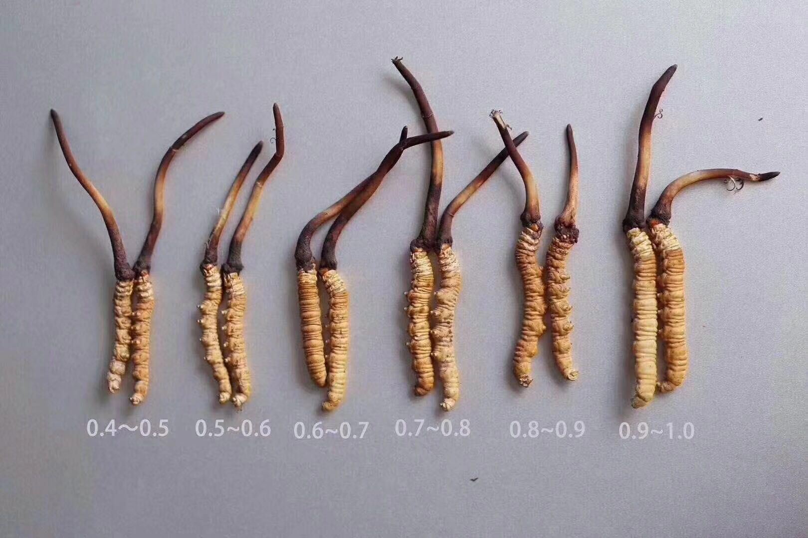  鲜草开刷…今天全是雪域高原大虫草
有钱难买当季鲜，错过等一年