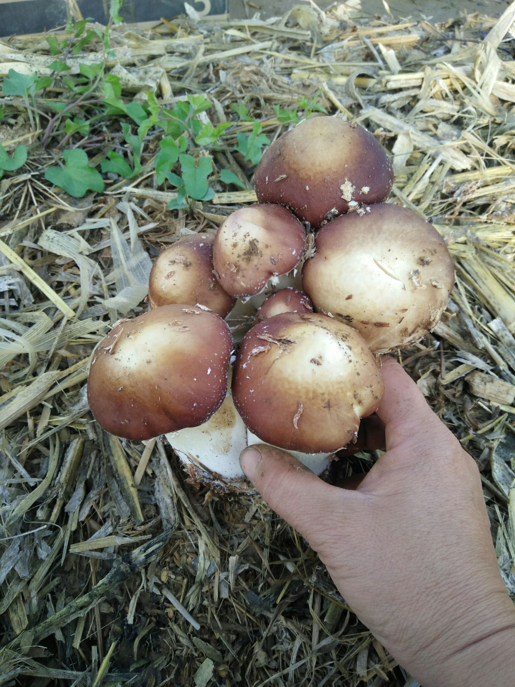 赤松茸 5cm-7cm 未开伞 鲜货 人工种植