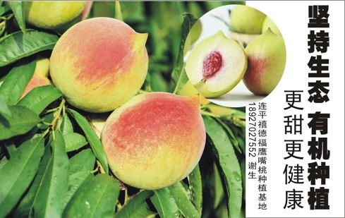  预售连平鹰嘴蜜桃 12个(约5斤)精品礼盒装 现采现发 清