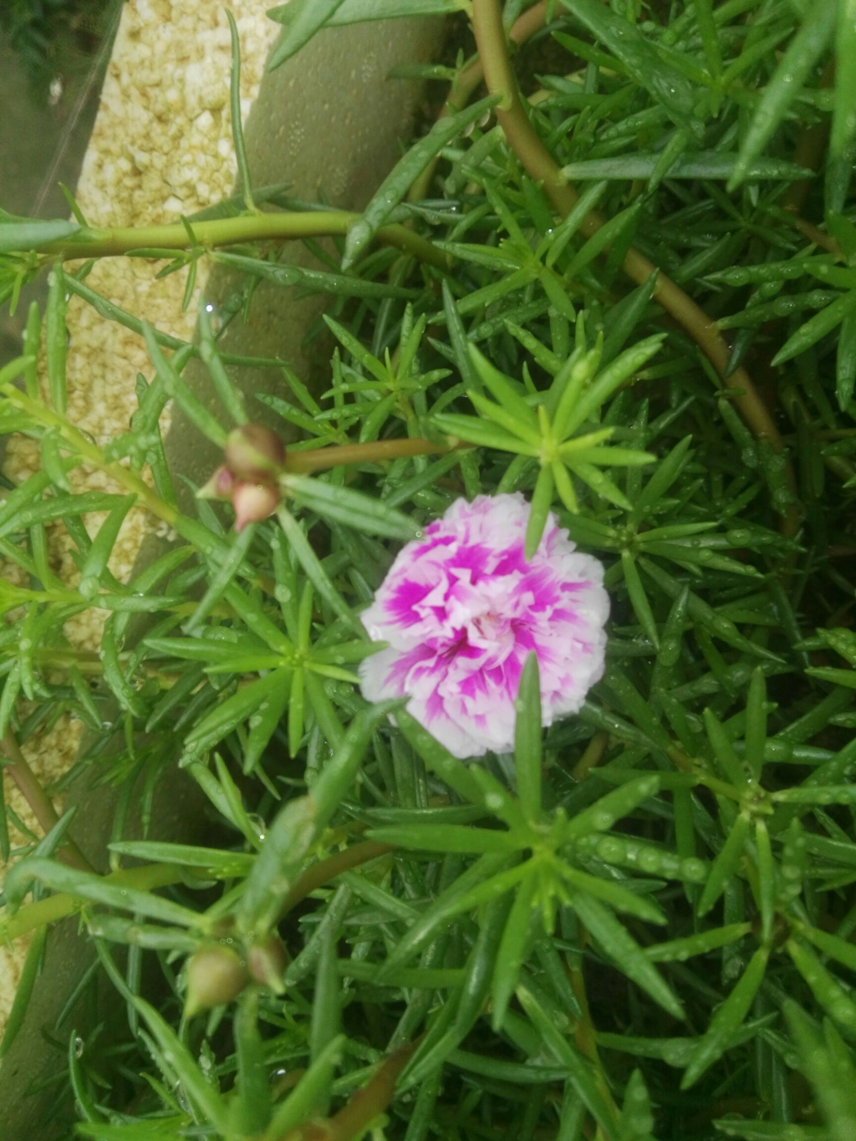太阳花种苗 太阳花苗，，针叶重瓣，阔叶单瓣太阳花，有土就活