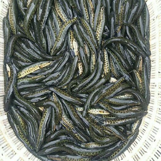 重庆市乌鱼苗 统货