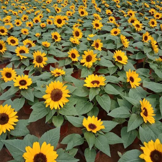 青州市草花 各种花卉基本上市