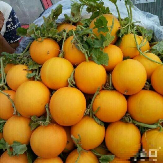 莘县瑞红香瓜 2斤以上