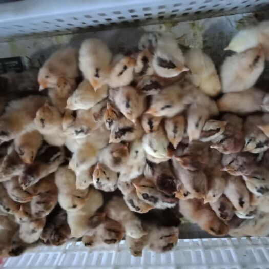 新沂市 土鸡苗，包打疫苗提供技术指导量大包回收