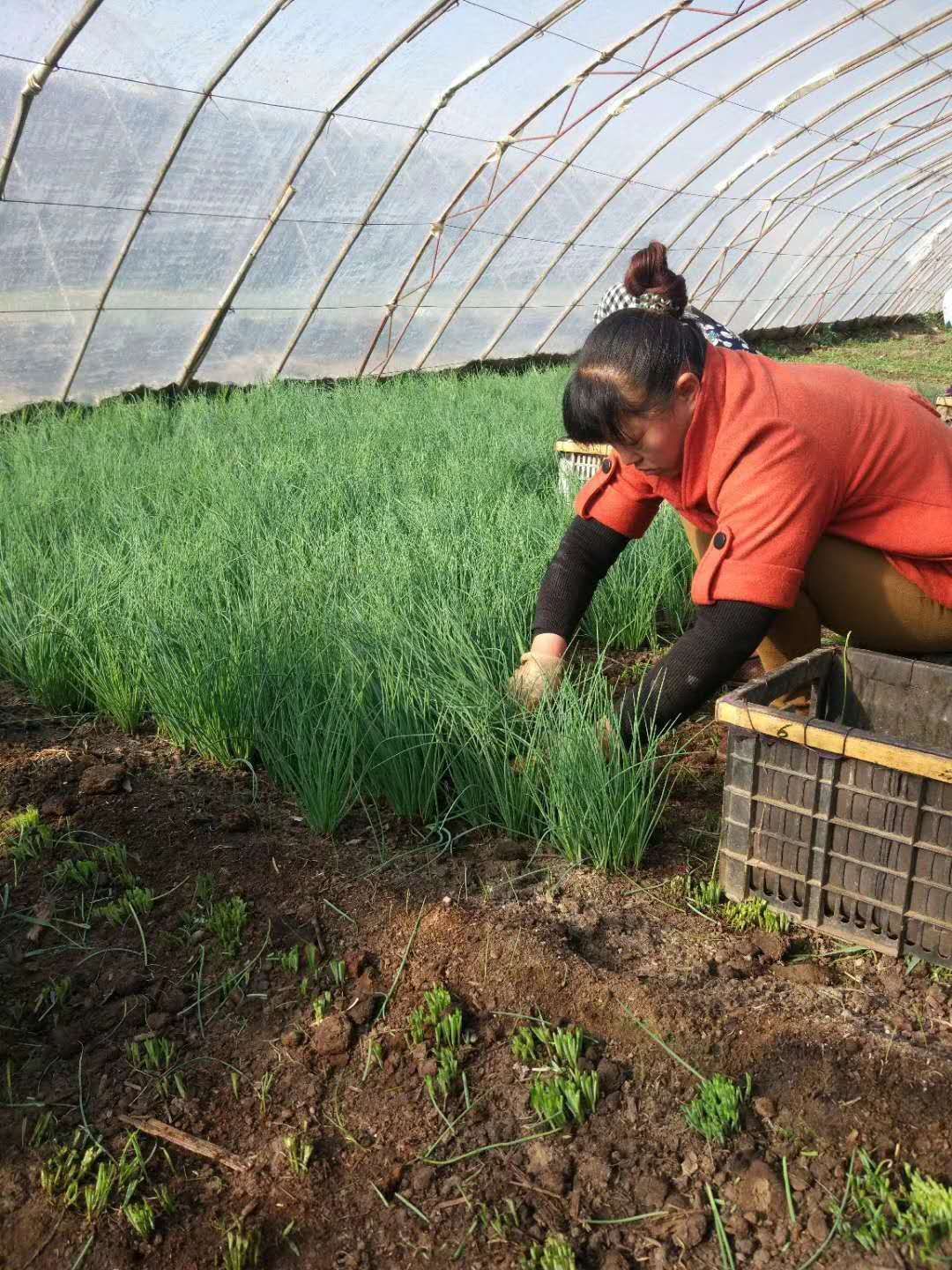 沙葱批发