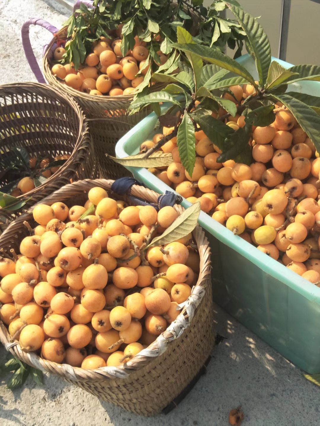  五星枇杷，香甜可口！