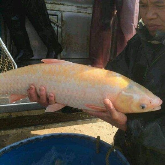 广州金草鱼苗金草鱼苗俄罗斯金草鱼鱼苗活体红草鱼金丝鲩鱼苗金色草鱼