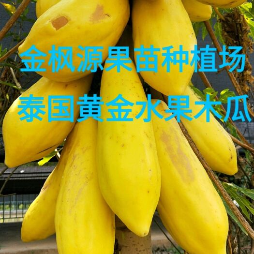 景洪市黄金瓜苗 