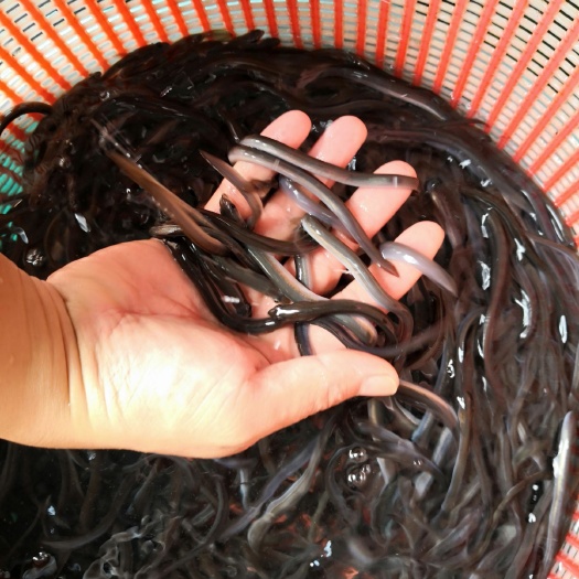 广州 鳗鱼苗