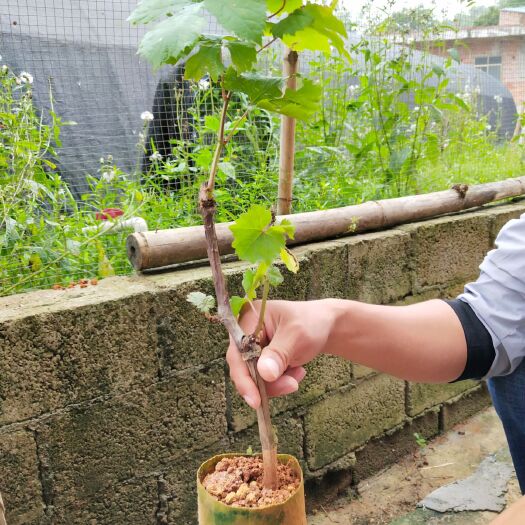 灵山县 葡萄苗品种树苗庭院爬藤盆栽地栽甜蜜南方北方种