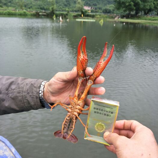 阳朔县清水小龙虾 源翔水产