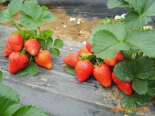 泰安 一级脱毒妙香七号草莓苗 保证纯度提供技术指导