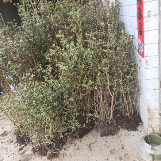 龙里县 小叶映山红，每丛五至十杆以上，可按客户要求发货