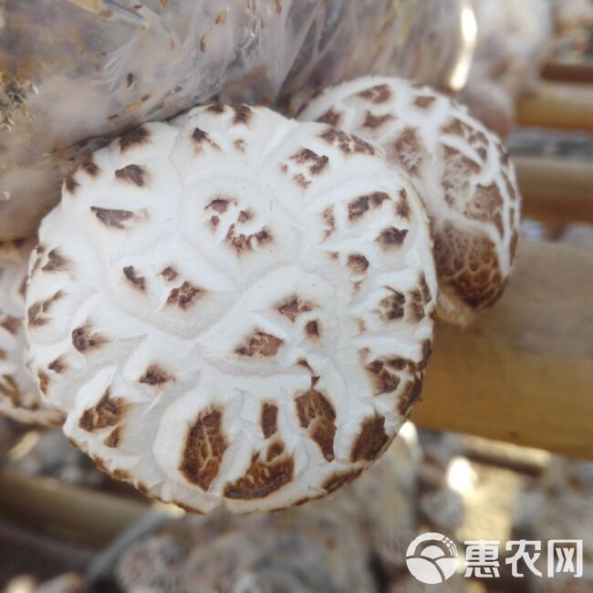 冬菇冬花菇出口质量可以和香港楼上正品相媲美包邮批零一件代发