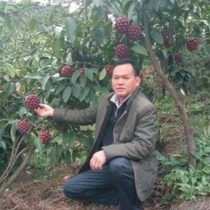 通道县粉红黑老虎苗