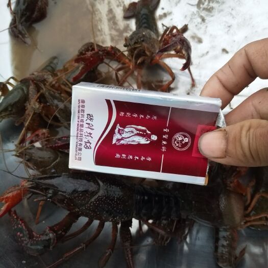 南江县清水小龙虾 包鲜活百分之九十，4到9钱硬