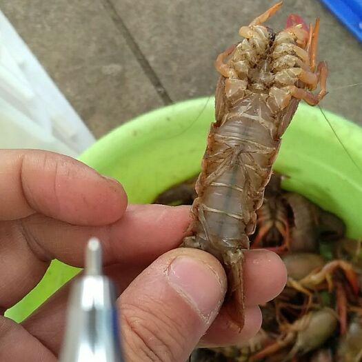 嘉鱼县盱眙小龙虾 品质4-6，欲购从速