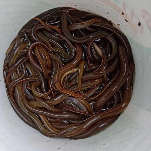 上饶 土黄鳝