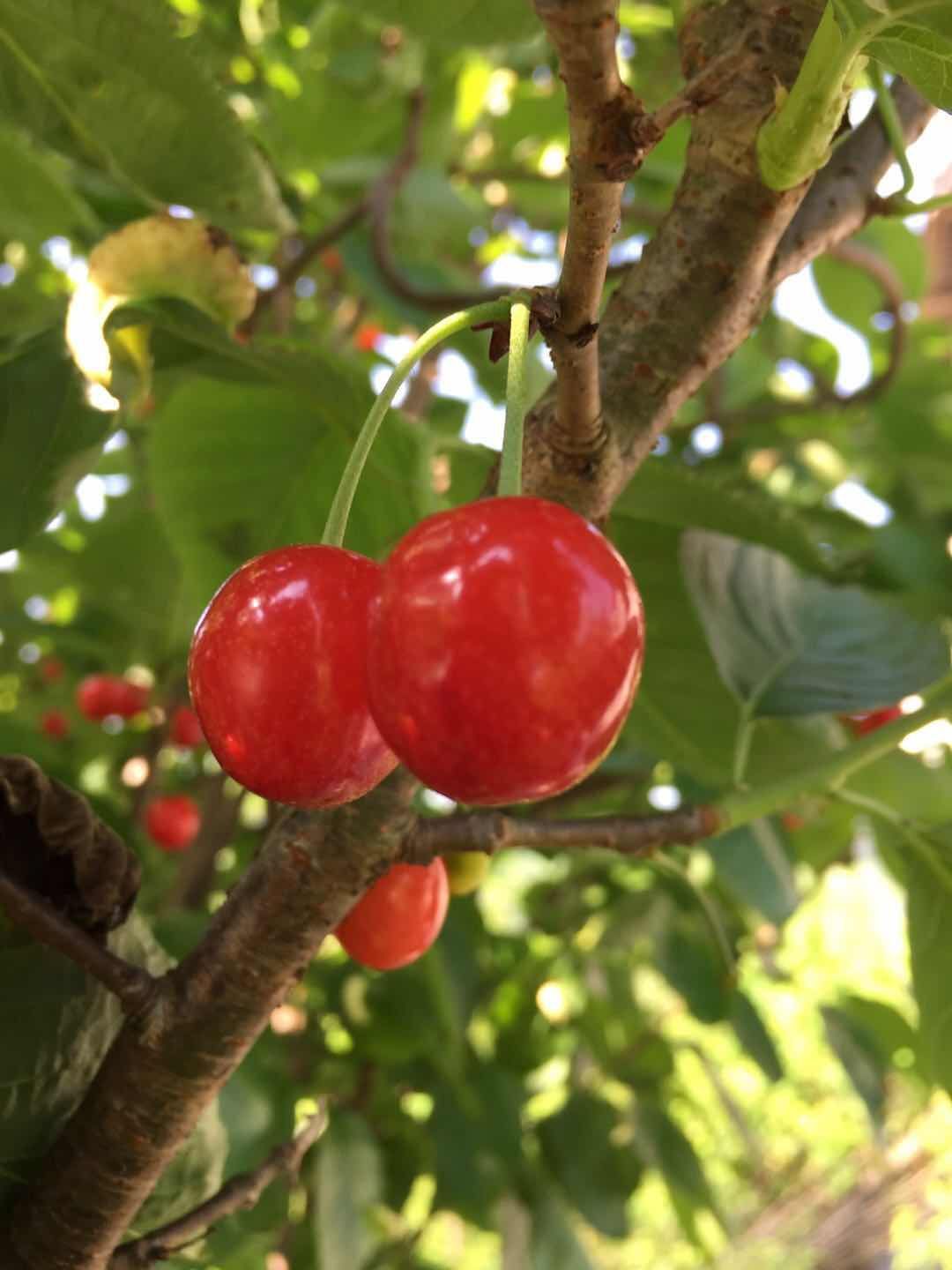 玛瑙红樱桃树苗 当年挂果，带花苞发货，成活保证