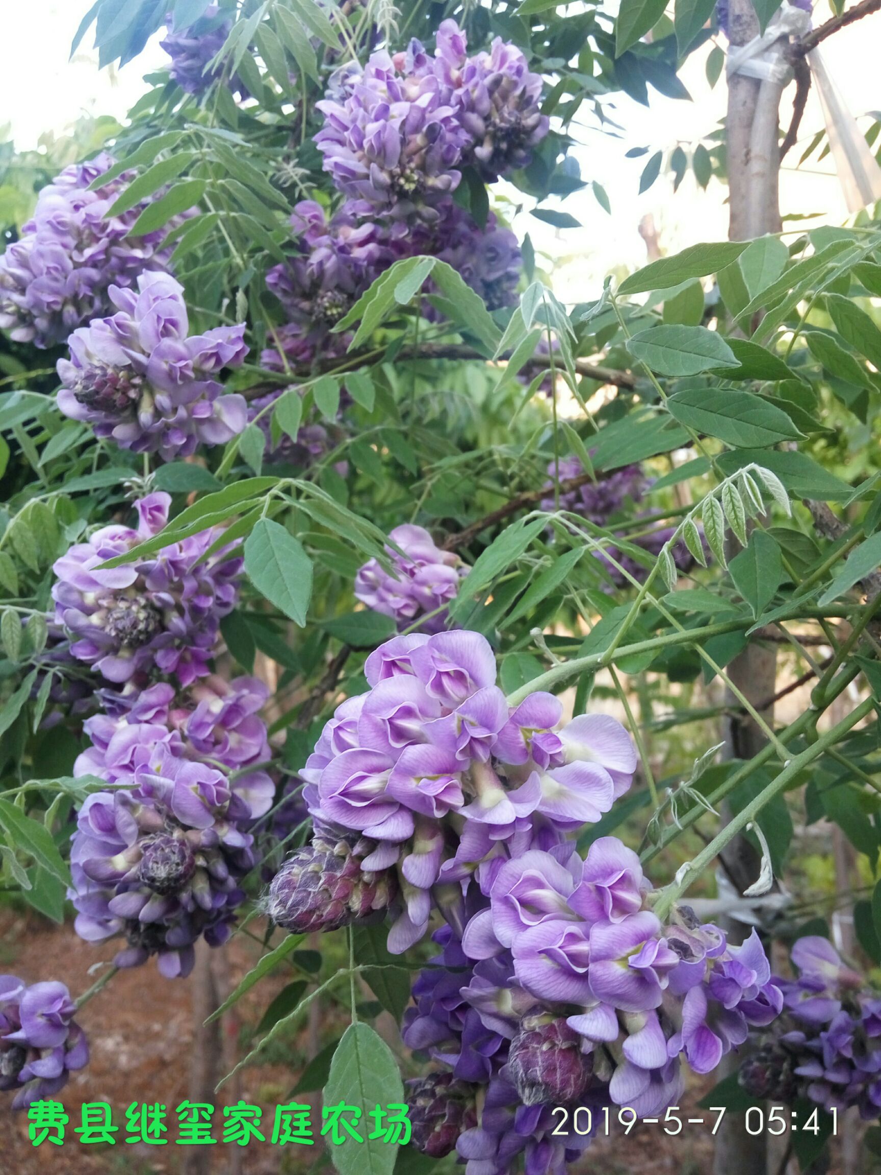 多花紫藤 紫水晶瀑布盆景苗