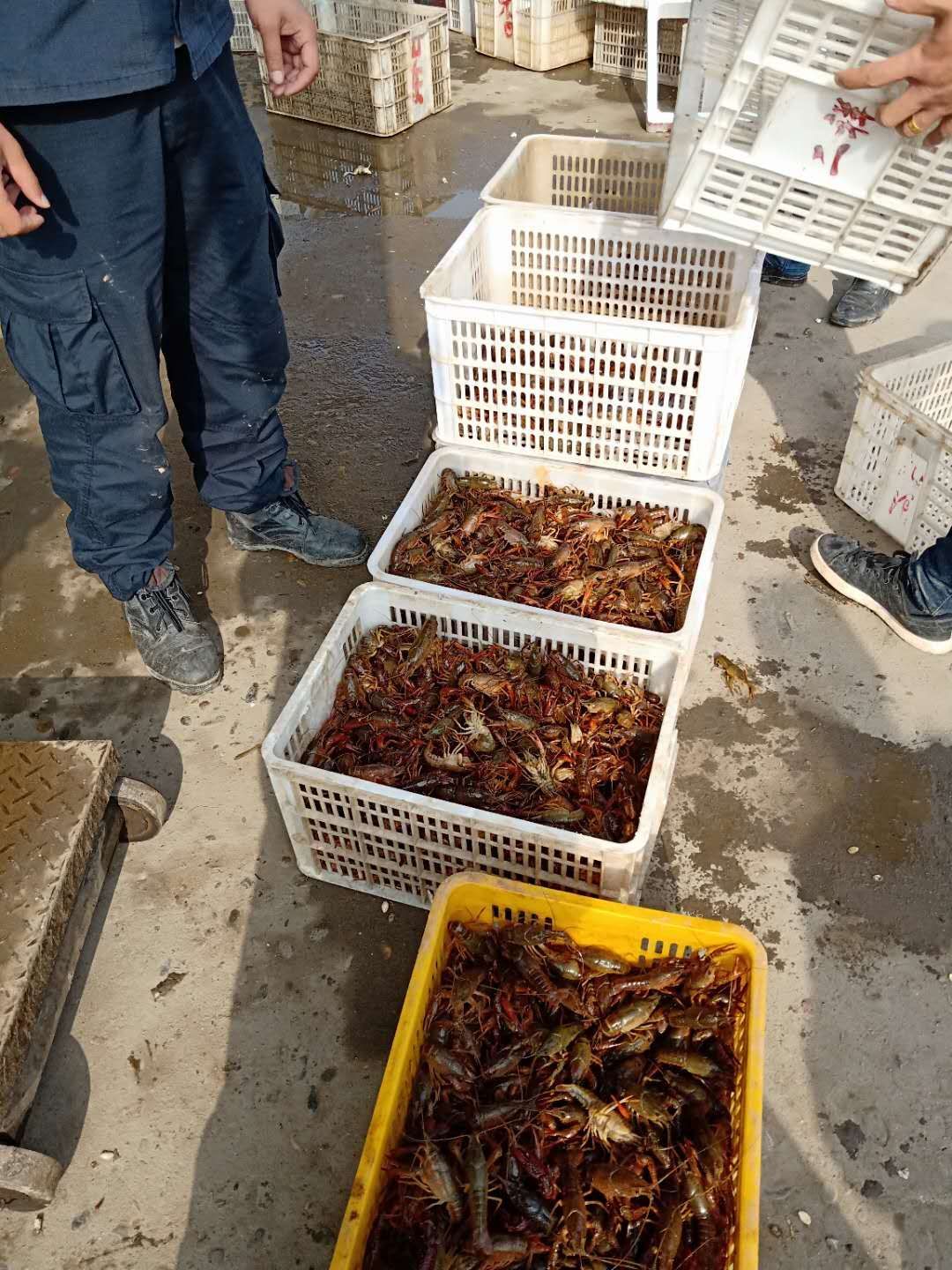  小龙虾销售