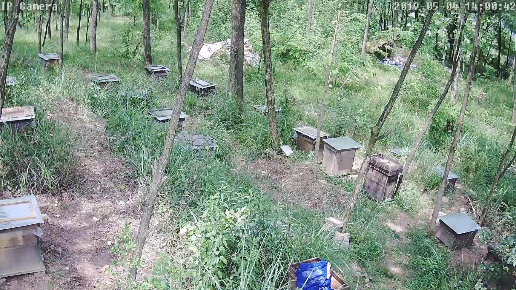 中华蜜蜂   中蜂，土蜂，蜜蜂