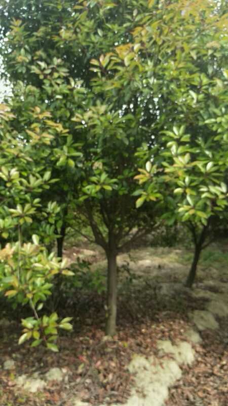 天长市红叶石楠 安徽天长苗木基地即将到期，树6-11公分量大质优！