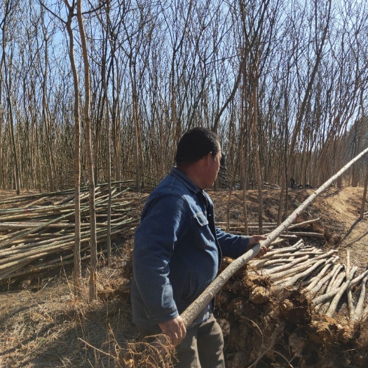 5公分国槐 老式二级货，山西苗圃直发裸根现挖工程绿化用