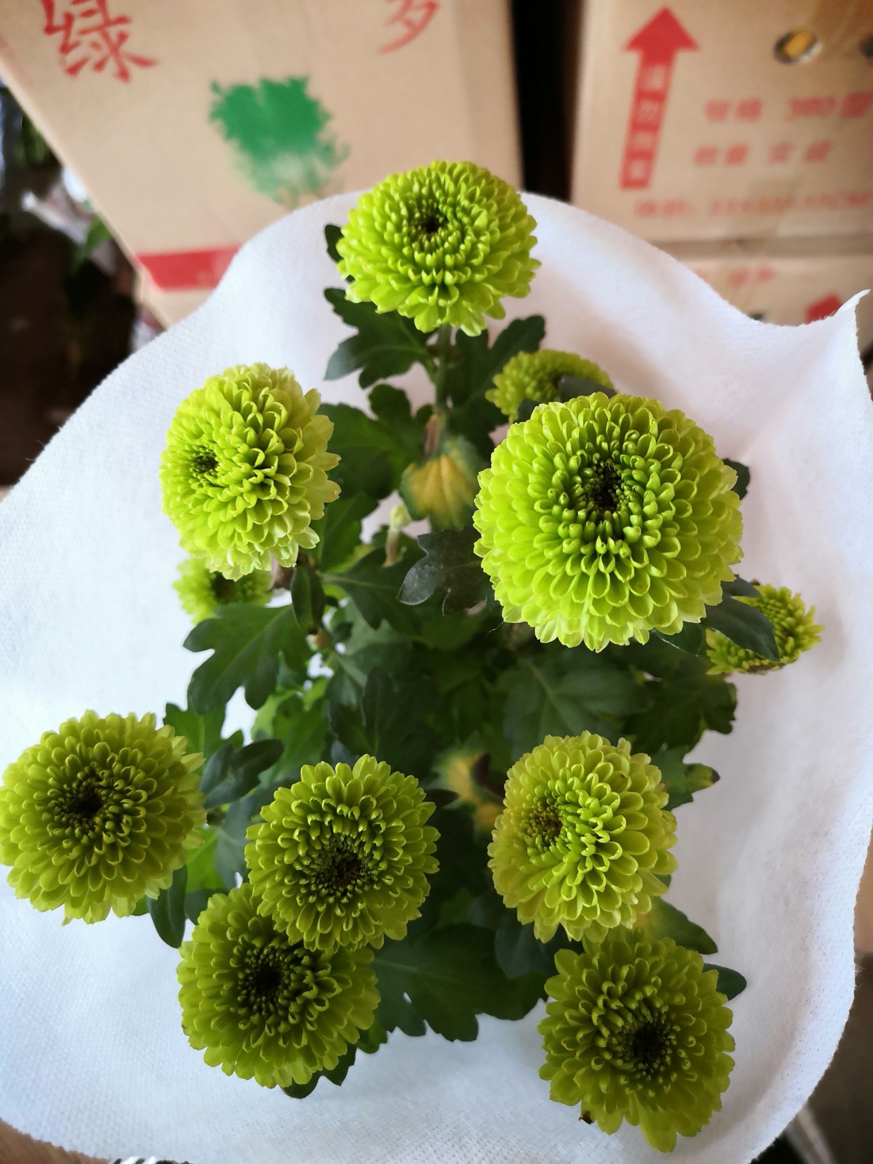 乒乓球菊苗 乒乓菊