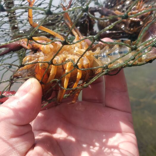 监利市清水小龙虾 基地直供，货源品质佳