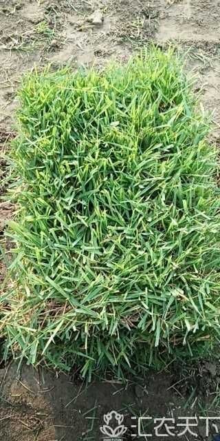 常州结缕草  中华