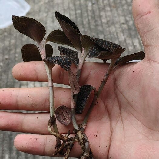 金线莲红霞林下种植4个月鲜品，可长距离运输，保鲜期长