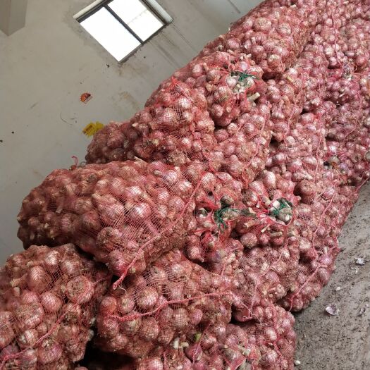 临颍县火蒜 大量鲜蒜已经上市，可代收，代发！大家诚信合作！共赢才是王道！