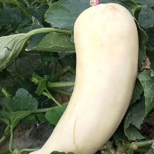 羊角蜜甜瓜 建档立卡贫困户种植的棒棒羊角蜜！甜掉你的牙！