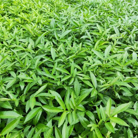 金阳县 九叶青花椒苗热卖中，欢迎新老客户预定.