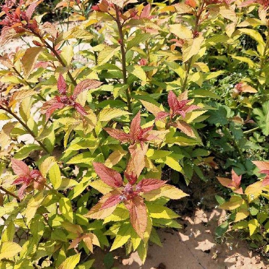 定州市 金焰绣线菊