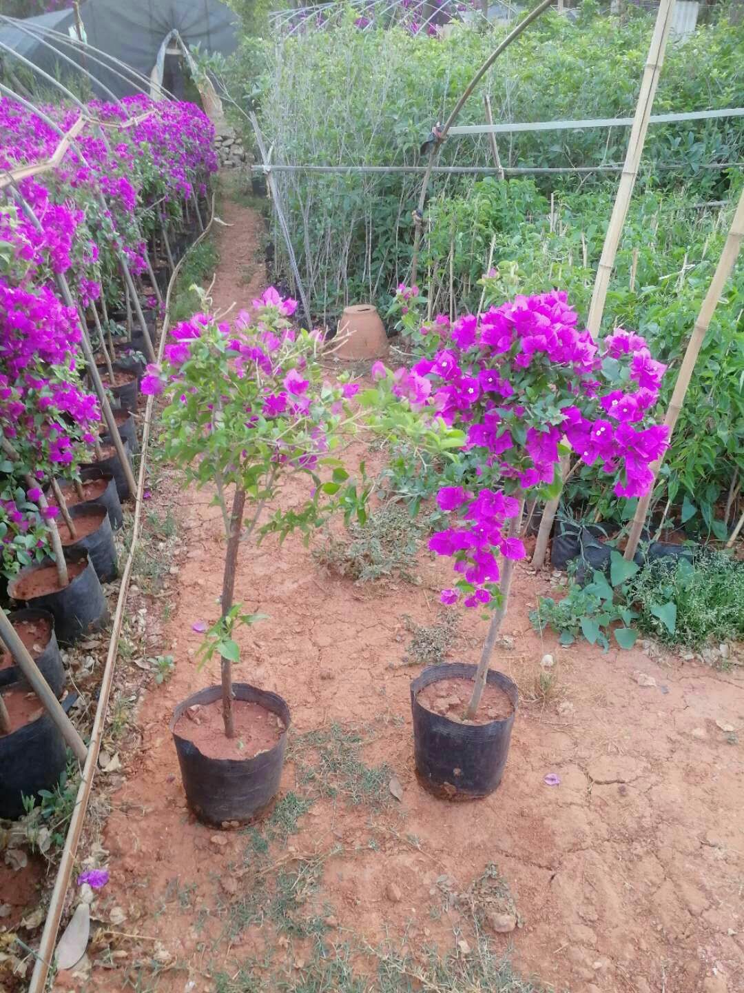 紫花三角梅  云南三角梅