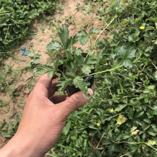 青州市 三叶委陵菜