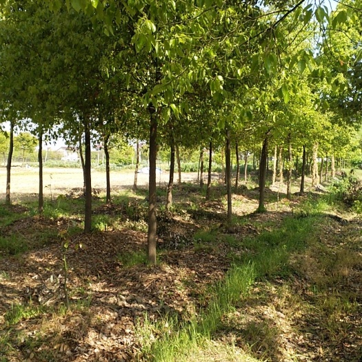 全冠香樟树