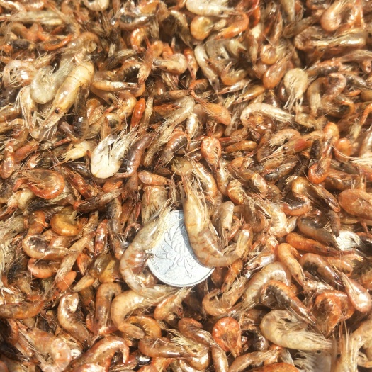  纯干河虾，杂鱼