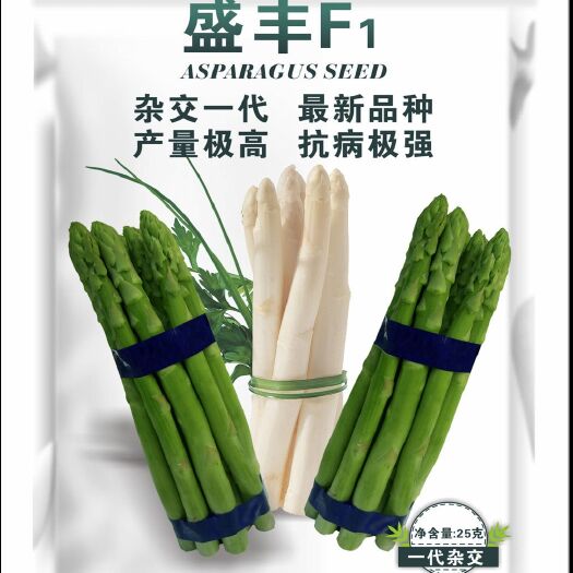 芦笋种子 芦笋杂交种盛丰f1
