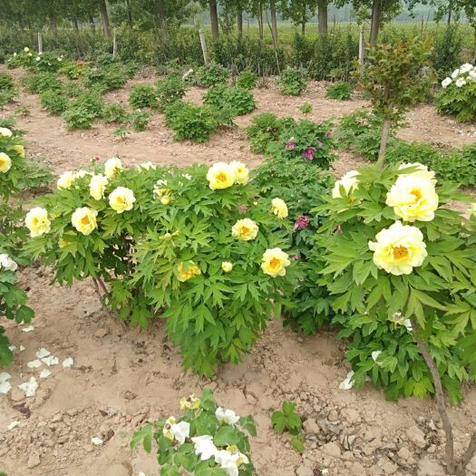 菏泽 观赏牡丹树