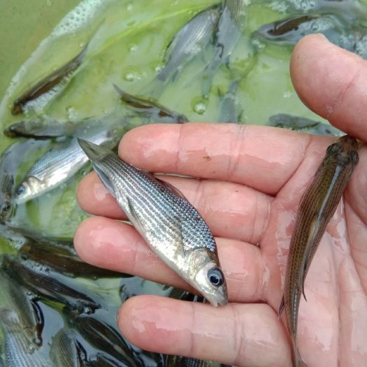 岩鲤鱼苗  优质鱼苗，长势快，基地直供，包下塘