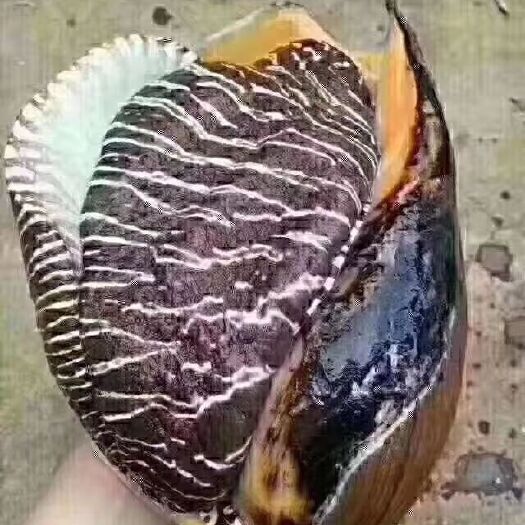 雷州市响螺肉