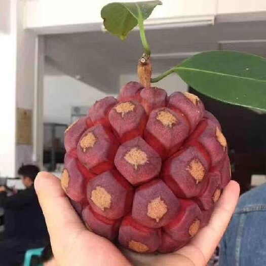 灵山县粉红黑老虎苗 正宗新品种黑老虎果苗布福娜果树苗长寿果苗 奇特果苗爬藤果树苗